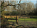 Rushy field near Colmer Cross