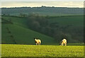 Sheep near Coarsewell