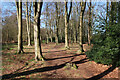 Path to Bodham Wood