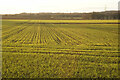 SK0901 : Emerging crop by Forge Lane by Bill Boaden