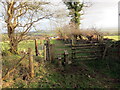 Llwybr Penlan / Penlan Footpath