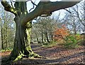 Oak tree near the top of Porter Clough