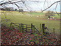 Grazing on Wester Hill, Langlee