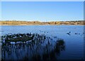 Shibdon Pond full again