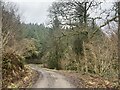 Track through Crugau Wood