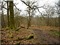 Woodland, Killearn Glen