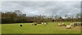 Sheep at Green Farm, North Piddle