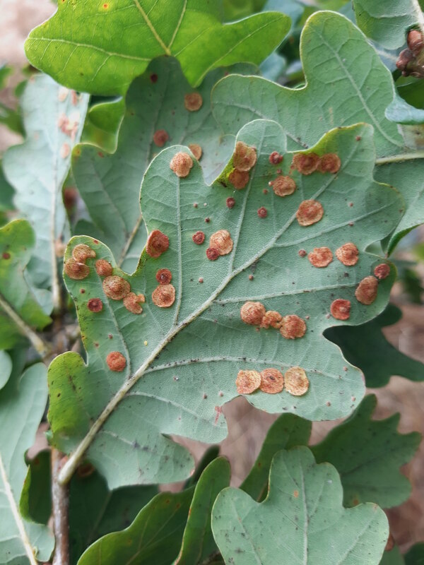 Common Spangle Wasp Galls © Phil Brandon Hunter :: Geograph Britain and ...