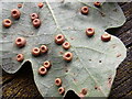 TQ7053 : Silk Button Wasp Galls by Phil Brandon Hunter
