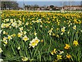 TQ2666 : Daffodils on St Helier Open Space by Austenasia