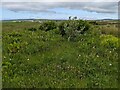 Wildflowers near Strathborg