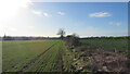 Public footpath along field edge