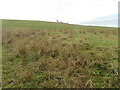 Rough grassland on Colmslie Hill