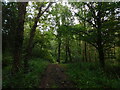 SZ3496 : Shotts Copse, Lymington (set of 3 images) by Bryn Holmes