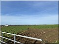 Farmland at Corner Farm