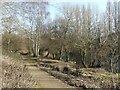 Beeston Sidings Nature Reserve ? 1