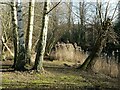 Beeston Sidings Nature Reserve ? 2