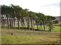 Copse and sheep-hole above Stobby Lea