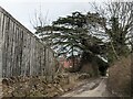 Cedar tree at Pudleston