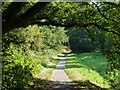 Footpath 260, Shalford Common