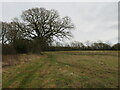 Bridleway towards North Cowton