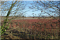 Red Plants near Milford Station