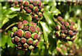 SX8970 : Ivy fruit by John Musgrave Heritage Trail by Derek Harper