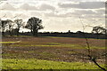 Field by Bambridge Wood