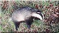 Dead badger on verge on north side of road south of Breconhill Plantation