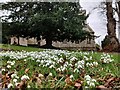 Snowdrops in St Leonard churchyard, Clent