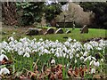 Snowdrops in St Leonard churchyard, Clent