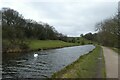 Swan near Mudge Bank Wood