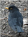 Male blackbird foraging in Westminster Park