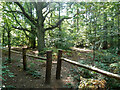 Path into Halfpenny Copse