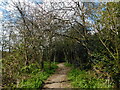 Path towards Polehanger Lane, Gadebridge