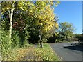 Autumn colour, Osbaldwick village