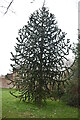 Monkey Puzzle tree