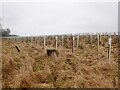 Newly planted trees, Mainshill