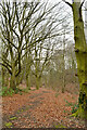 Woods by Birchencliffe Recreation Ground, Birchencliffe, Huddersfield