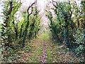 Footpath through trees