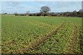 Farmland, Great Haseley