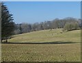 Herd of deer at Melbury Park