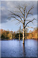 SK6375 : Flooded trees by Andy Stephenson