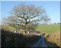 Descending Rampisham Hill