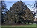 SO6048 : Yew tree at Moreton Jeffries Church by Fabian Musto