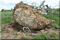 Big Cowden field, Cholderton, fallen tree