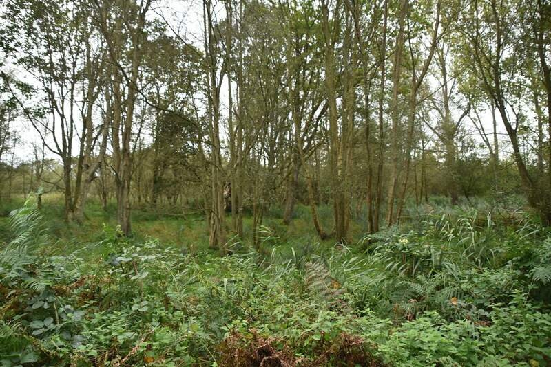 Marsh, Dunwich Forest © N Chadwick :: Geograph Britain And Ireland