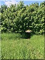 Hedgerow tunnel at footpath intersection