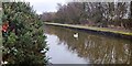 Swan on the Bridgewater Canal - Boothstown