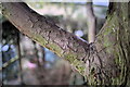 Taxus baccata, branch and bark